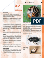 Escarabajo de La Patata PDF