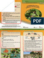 Pa-P-01 Escarabajo de La Patata PDF