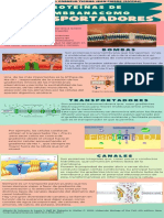 Proteínas de membrana como transportadores