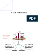 T Cell Maturation