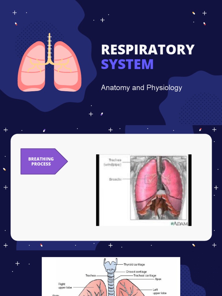 Overview of the Respiratory System | PDF | Wellness