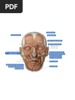 Anatomía Facial