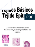 Tejidos: clasificación y características de los tejidos básicos