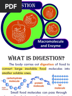 Digestive System