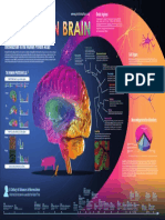 人脑图谱 PDF