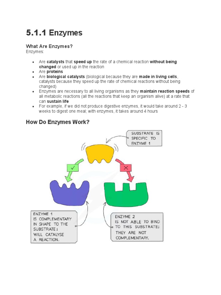IGCSE BIOLOGY Enzymes Notes PDF Enzyme Active Site
