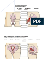 B1.3 Reproductive System Labelling - Students