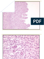 Paratuberculosis-sintomas-diagnostico