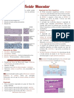 Estrutura e funcionamento do tecido muscular