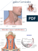 Clase 3 Cuello - Torax y Abdomen