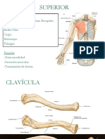 Clase 4 MMSS Pelvis y Mmii