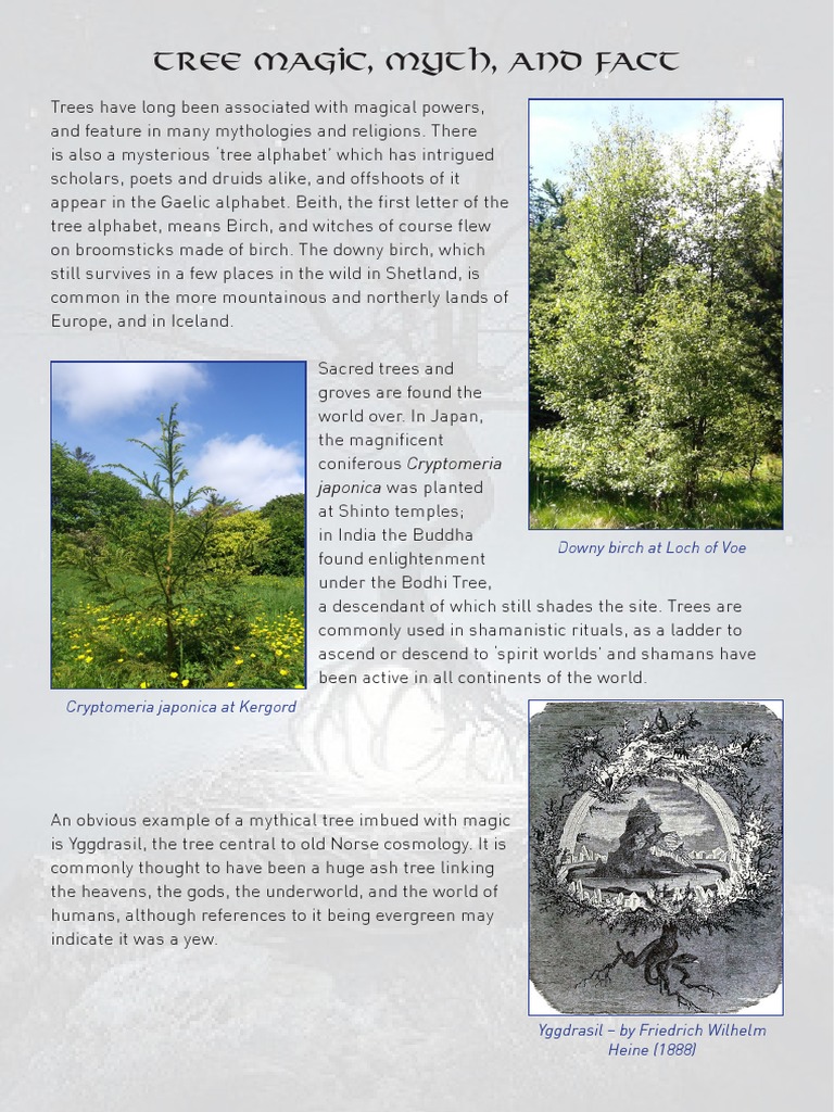 Tree Magic PDF | PDF | Thor | Trees