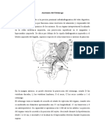 Anatomia Estomago