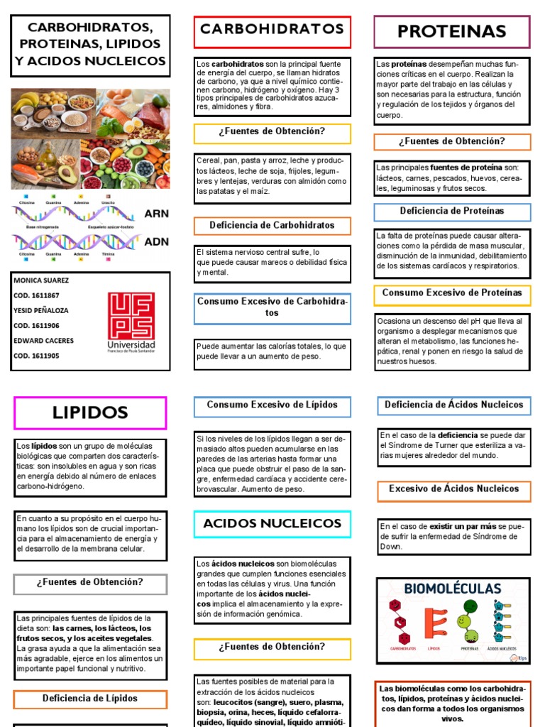 Carbohidratos - Proteinas - Lipidos - Acidos Nucleicos | PDF | Lípido ...