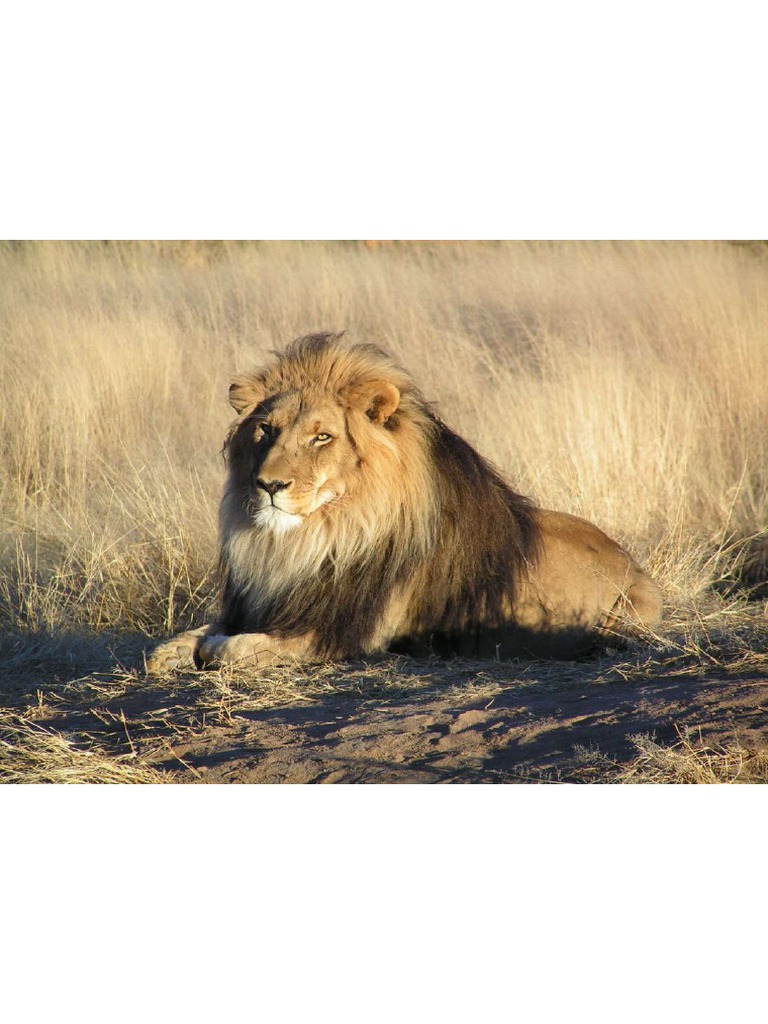 Lion Waiting In Namibia Pdf