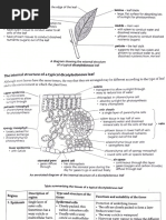 Cross Sections of Leaf, Stem, and Root | PDF | Leaf | Plant Stem