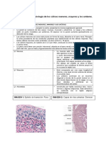 Riñones Histología