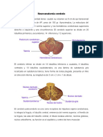 Neuroanatomía del cerebelo: estructura y funciones