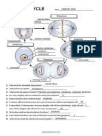 Cell Cycle Labeling