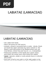 8.labiatae (Lamiaceae