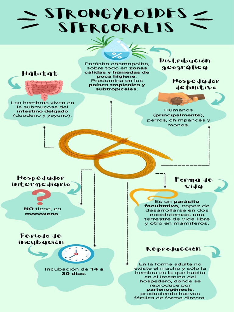 Ciclo de Vida de Strongyloides Stercoralis | PDF | Especialidades Medicas
