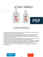 Sistema linfático: anatomia, funções e homeostase