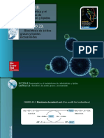 Biosíntesis de Ácidos Grasos y Lípidos Eicosanoides