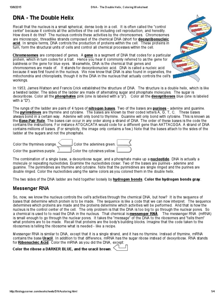 DNA - The Double Helix - Coloring Worksheet | PDF | Dna | Rna