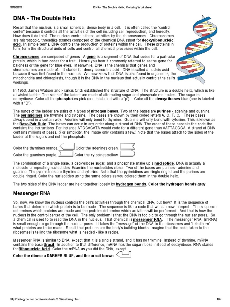 DNA The Double Helix Coloring Worksheet PDF Dna Rna