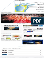 Cnidarios Fase Pólipo Partes - Búsqueda de Google PDF