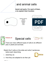 Cells Revision - WS