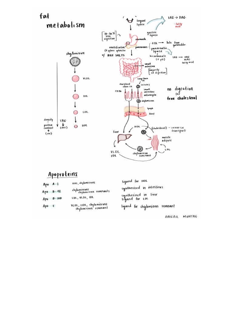 Fat Metabolism | PDF