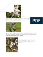 Flora Autocotona de Misiones PDF