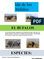 Vida de Los Búfalos