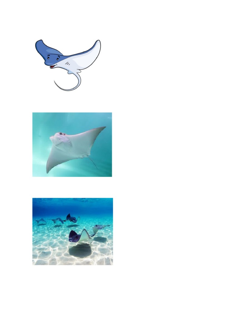Fascinantes Mantarrayas del Mar | PDF | Hogar, jardinería y bricolaje ...