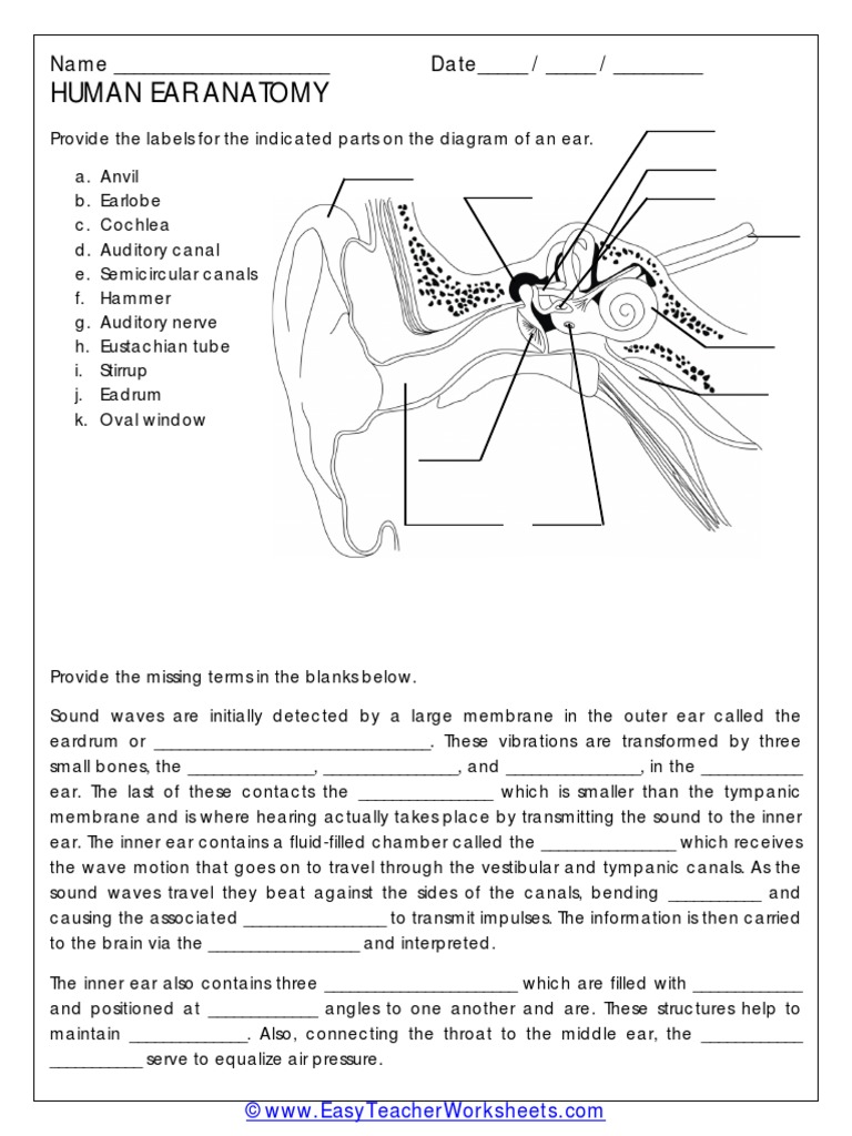 Ear Anatomy Diagram Quiz