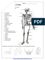 Human Skeletal System