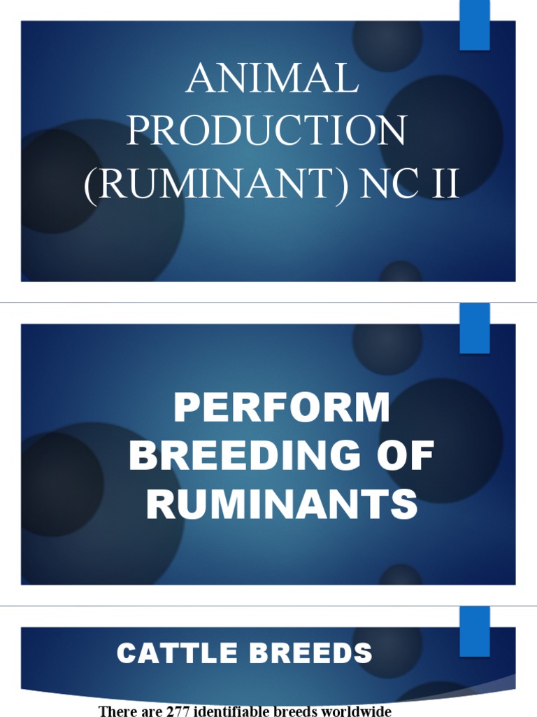 Ruminant Breeds Overview and Breeding | PDF | Sheep | Cattle