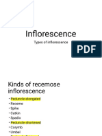 Inflorescence-WPS Office