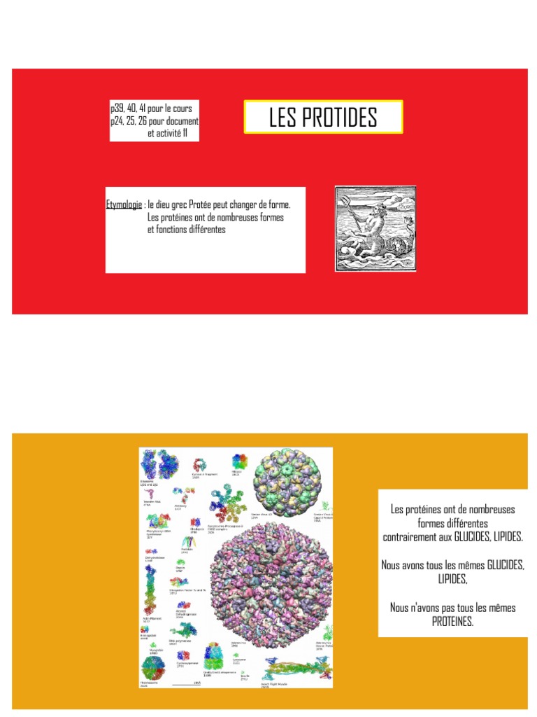 PROTIDES 2021-2022 (Sans Drépanotcytose) PDF | PDF | Protéines | Acide ...