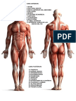 Musculos Principales
