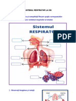 Observați Imaginea Și Completați Fiecare Spațiu Corespunzător Organelor Ce Alcătuiesc Sistemul Respirator Al Omului