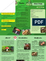 El reino Fungi: características, clasificación e importancia biológica