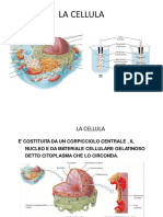 De Matteis_Anatomia1 20-21.pdf