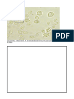 Document 2: Observation de Levures de Boulanger Au Microscope Optique (Grossissement X 1000)