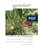 Botryosphaeriaceae en Palto: Agentes Causales de Enfermedades de La Madera y Pudrición Peduncular Del Fruto