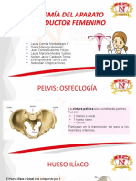 Anatomía Del Aparato Reproductor Femenino: Grupo N°1