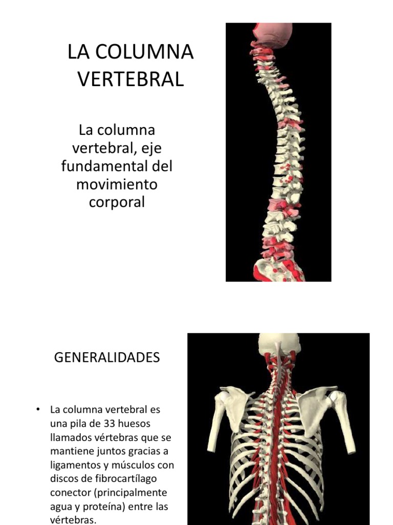 La Column a Vertebral