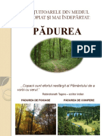 3.padurea Clasa A Va