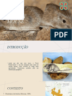 Rock Pocket Mouse